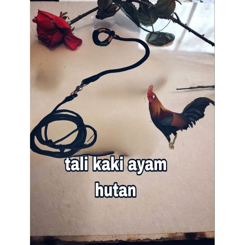 JUAL TALI AYAM AHDAN TALI KAKI AYAM UMBARAN MURAH TALI JEMUR AYAM ADUAN PANJANG 1.5METER