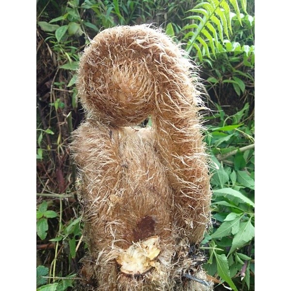 Pakis Monyet Putih tanaman hias pakis monyet putih pakis jumbo YL