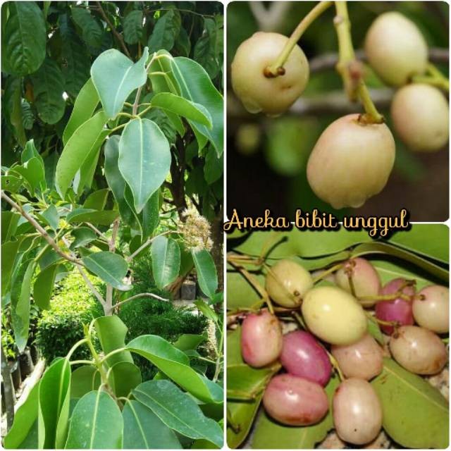 BIBIT BUAH JUWET ATAU BUAH JAMBLANG PUTIH