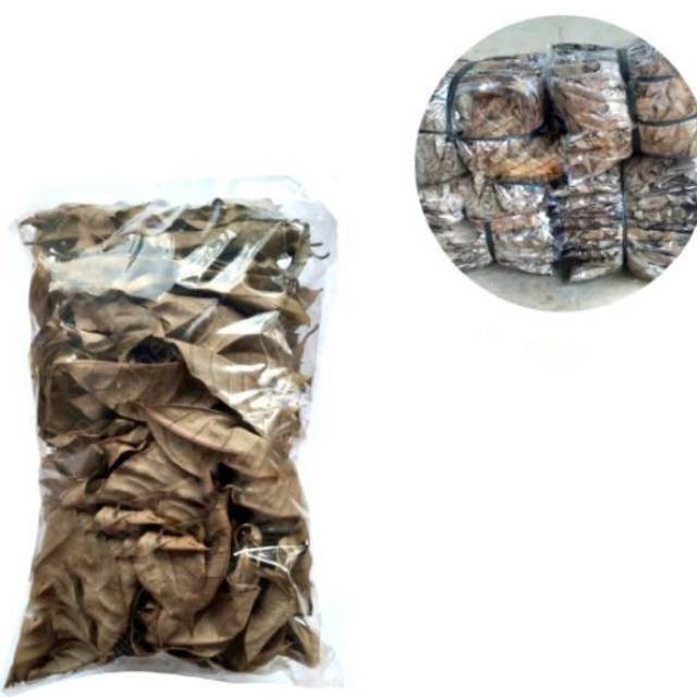 

Baru Daun Pala Kering Pilihan Kualitas Terbaik 200 gram COD Lestari-Desaku
