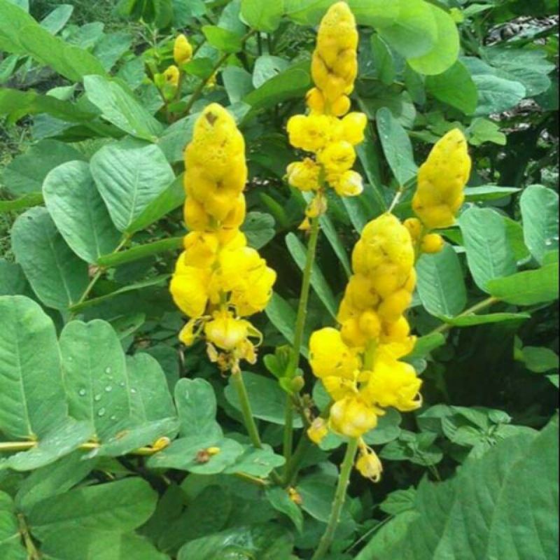 Daun Ketepeng Segar ketepeng cina 100 gram obat kulit