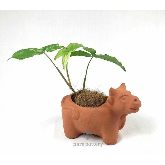 Pot Tanah Liat Sapi / Terracotta/Pot Unik
