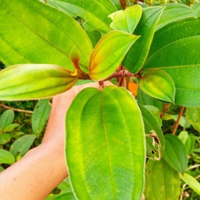 

Daun senggani senduduk harendong fresh (1 kg )