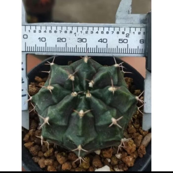 gymno daydream x daydream