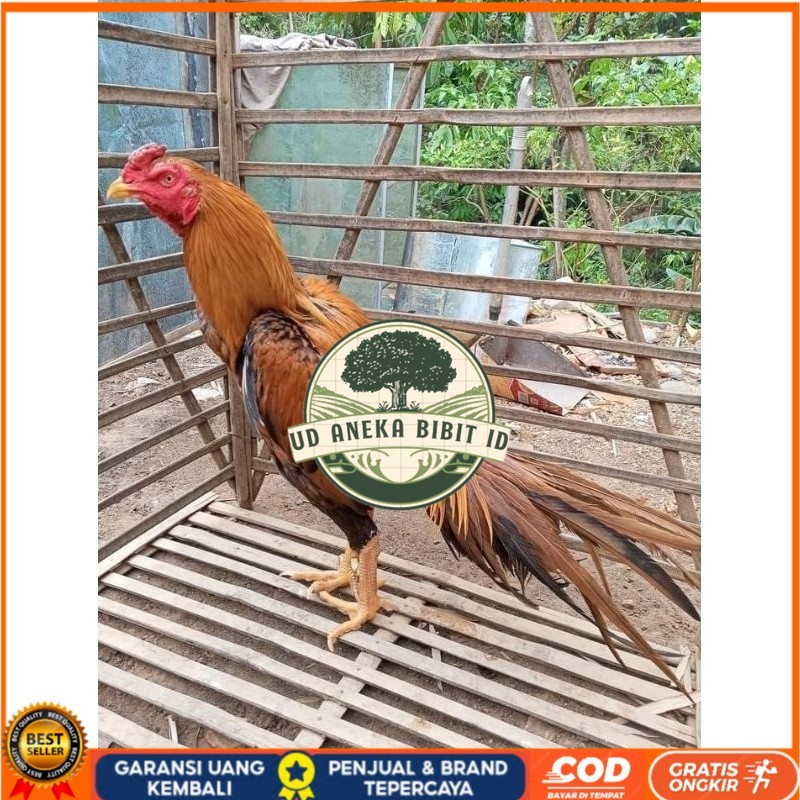 

(10 butir) Telur Ayam Ekor Lidi Untuk Di tetaskan UD ANEKA BIBIT ID