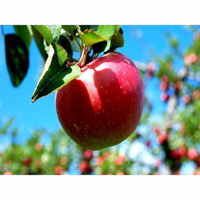 bibit buah apel fuji merah