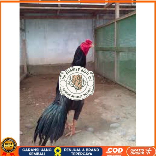 

TELUR TETAS AYAM PAKHOY TANGGUH UNTUK DI TETASKAN UD GHANIYY BIBIT ID
