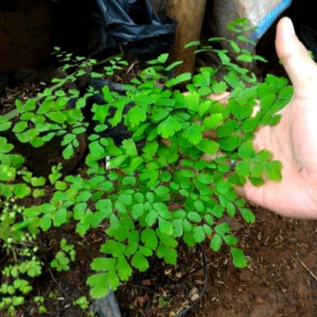 Tanaman suplir-tumbuhan paku pakuan