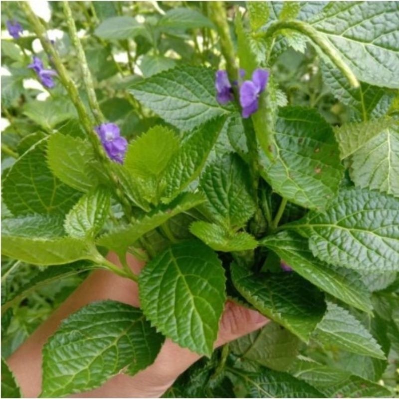 

Daun Pecut Kuda - Daun Jarong Segar Murah Di Ambil Dadakan