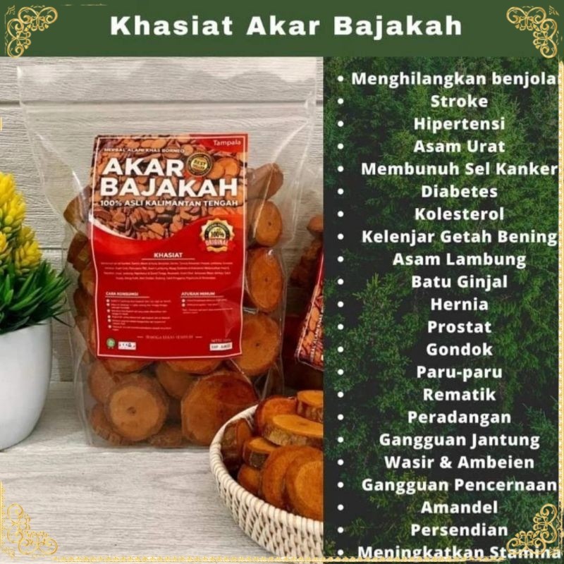 

akar bajakah tampala merah asli kalimantan atasi kanker tumor kista liver 0r1