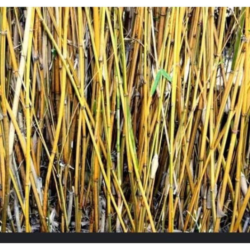 Stek bambu kuning 1 meter YL