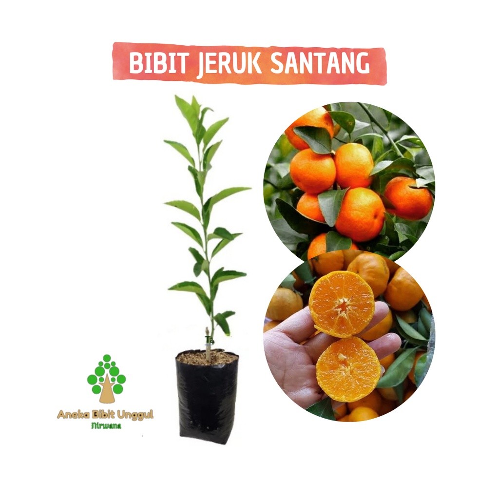 BIBIT JERUK SANTANG MADU - JERUK SANTANG MADU -  BIBIT SANTANG MADU UNGGUL Aneka Bibit unggul