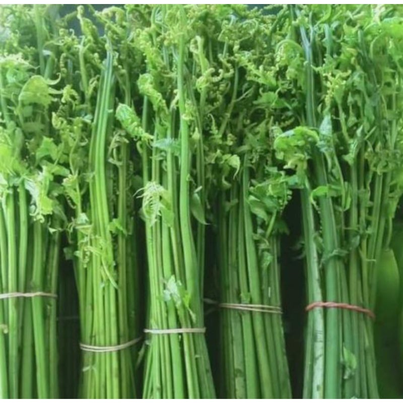 

Pakis sayur segar 1kg