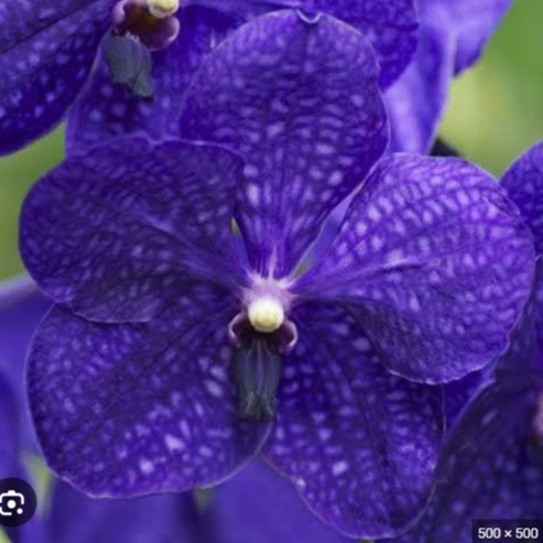 Anggrek Vanda Dewasa Siap Bunga Pachara Delight