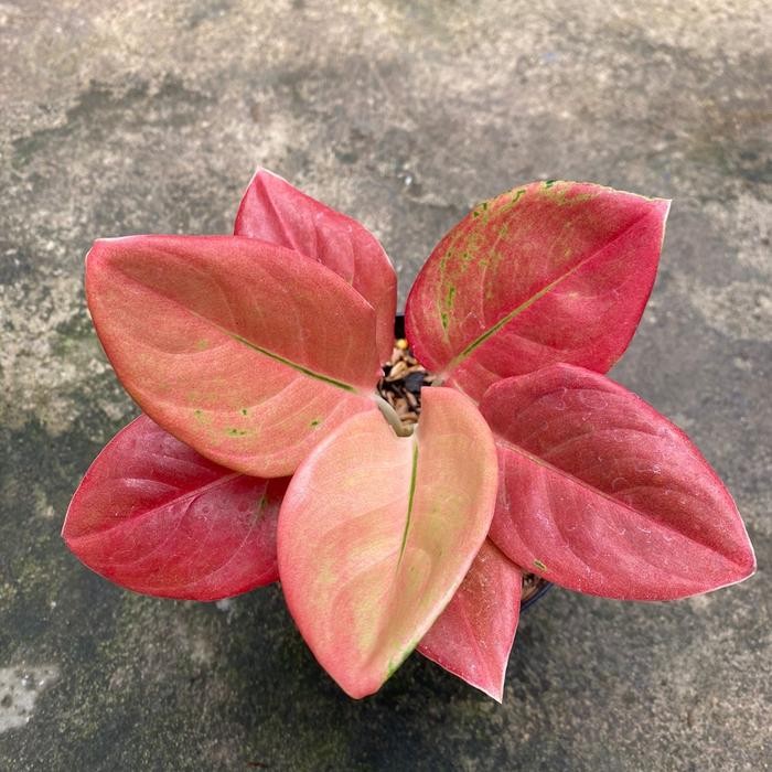 tanaman hias aglaonema / aglonema kochin nezkia
