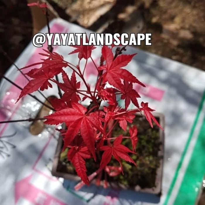 tanaman maple red / bonsai red maple