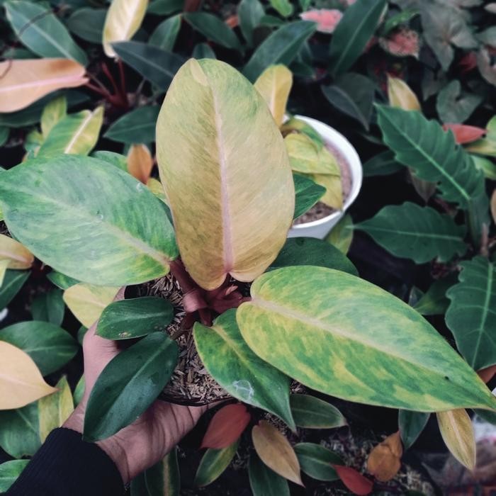 philodendron tricolor hias
