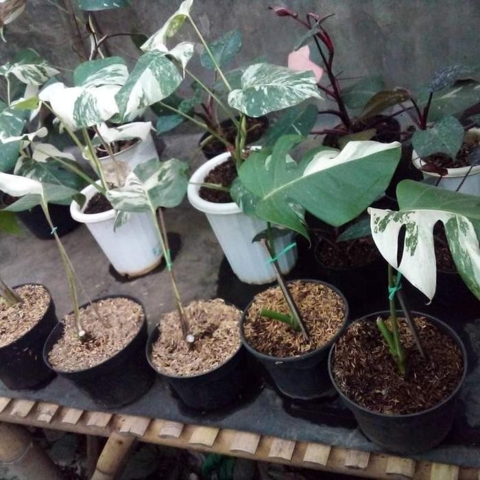 monstera varigata - monstera varigata - monvar ekonomis (Real Pic)