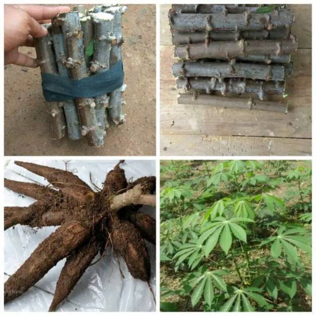 BIBIT SINGKONG BOLU / SINGKONG GAJAH