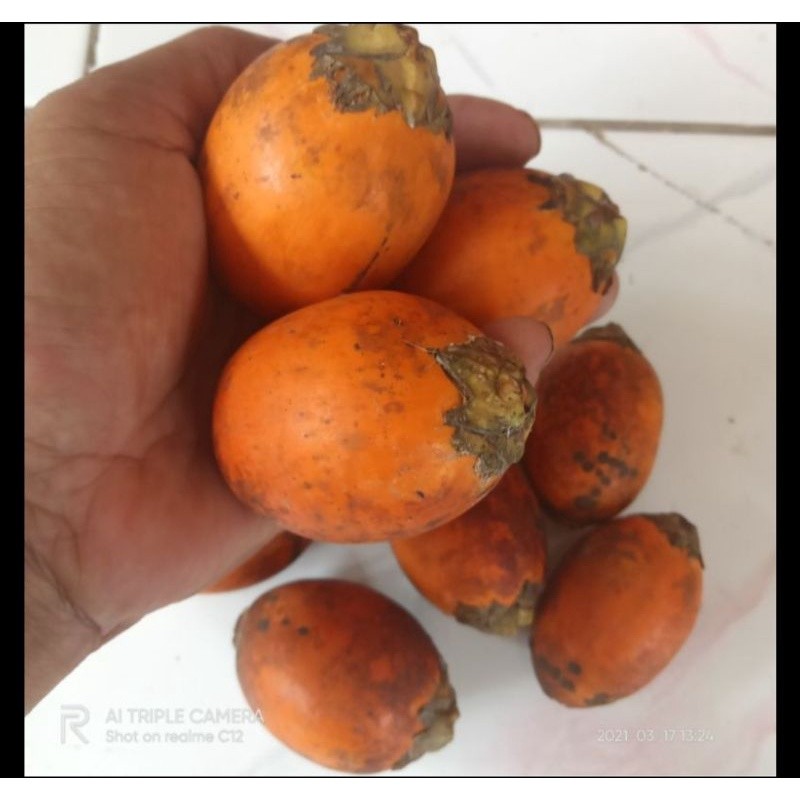 

Jual Buah Pinang Tua Fresh Segar 1 Kg