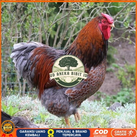 

Telur ayam bantam chocin / telur ayam hias / telur fertil siap kirim UD ANEKA BIBIT ID