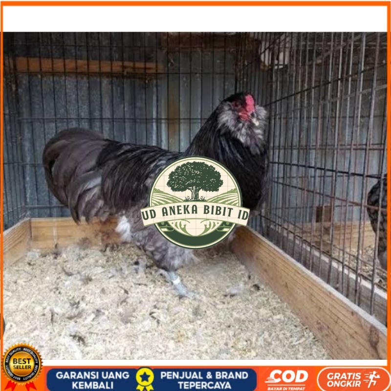 

TELUR AYAM HIAS AMERAUCANA UNTUK DI TETASKAN UD ANEKA BIBIT ID