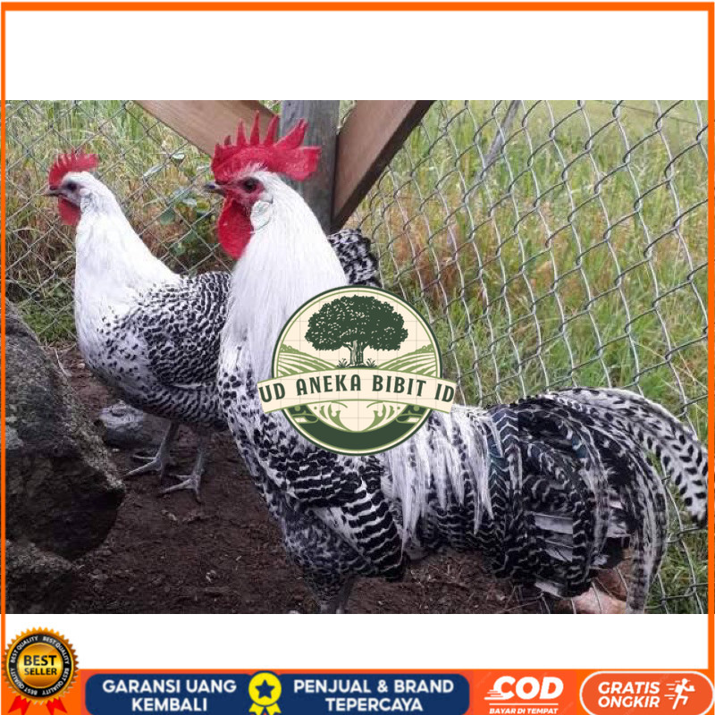 

TELUR FERTIL AYAM ARAB PETELUR HANDAL INDUKAN TERSELEKSI UNTUK DI TETASKAN UD ANEKA BIBIT ID