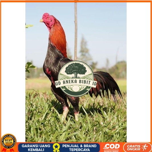 

3 EKOR TELUR BIRMA SUPER PROMO MURAH (COD) UD ANEKA BIBIT ID