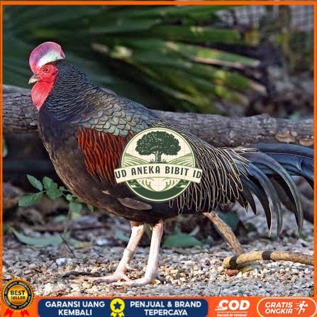 

Telur ayam hutan x jawa / telur ayam hias / telur fertil siap kirim UD ANEKA BIBIT ID