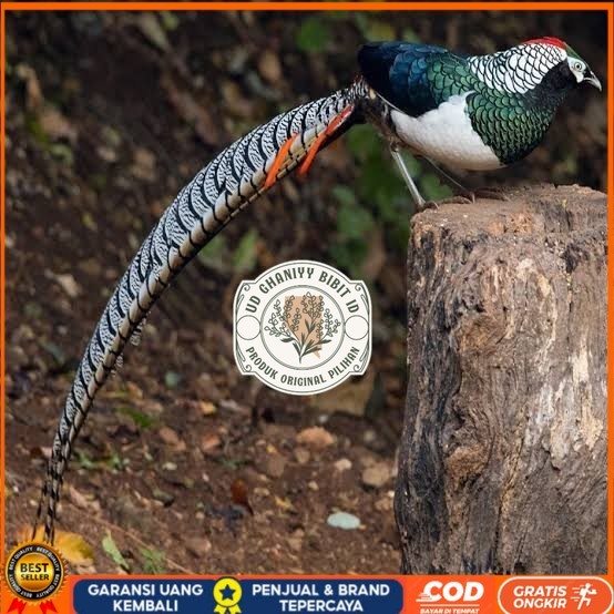 

Telur ayam hias ringneck lady amherst pheasant fertil siap ditetaskan UD GHANIYY BIBIT ID