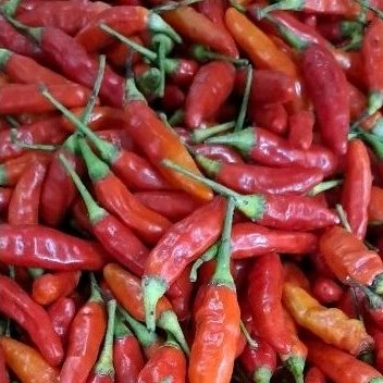 

cabe setan batam