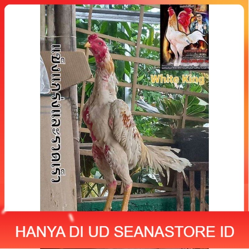 

COD TELUR FERTIL PLUCKER SUPER UD SEANASTORE ID