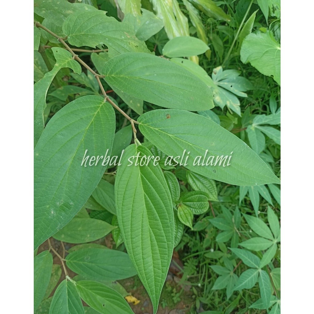 

Daun sirih hutan/daun seuseureuhan segar