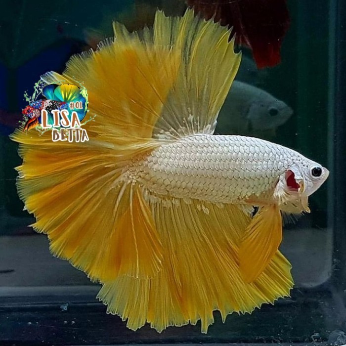 Hiasan soliter ikan cupang halfmoon yellow dragon real pict kebutuhan aquarium