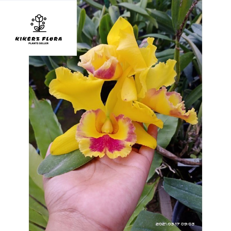 Anggrek Cattleya Hybrid Dewasa Siap Berbunga/Cattleya bunga besar