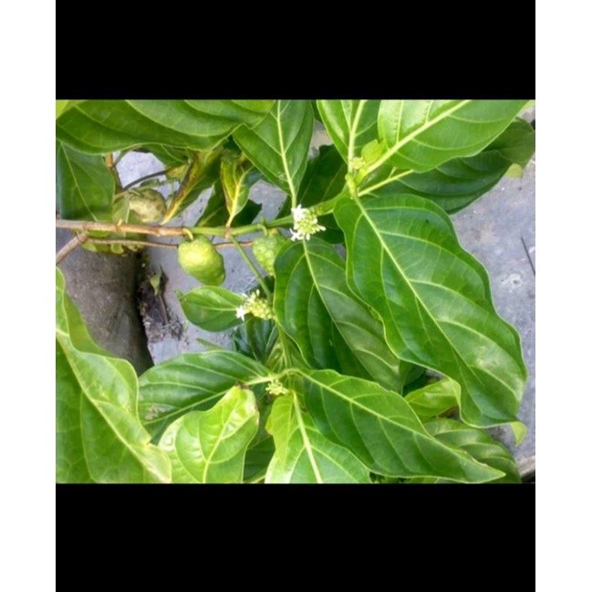 

Daun mengkudu/daun face muda segar 100gram di ambil dadakan