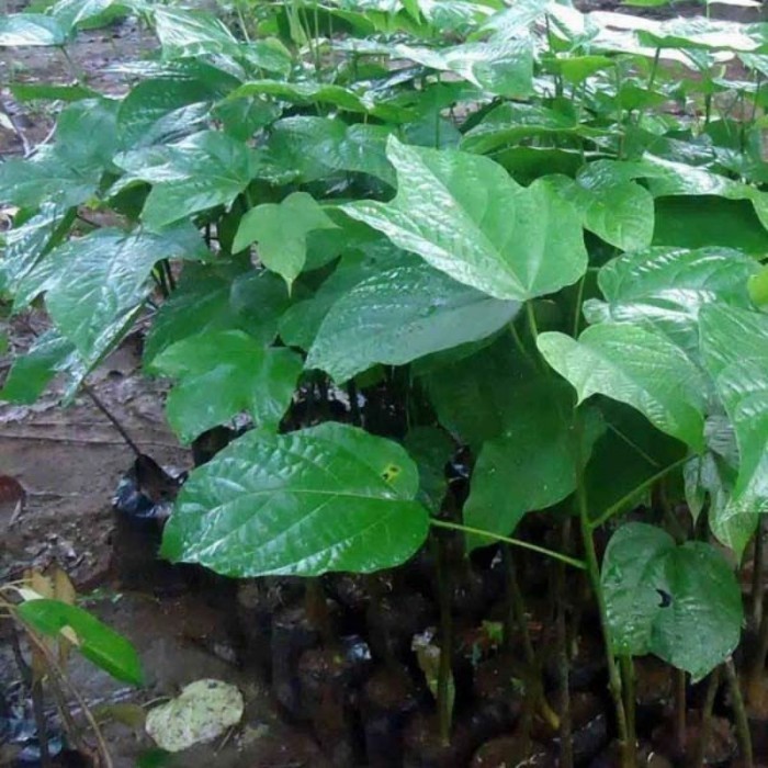 BIBIT TANAMAN KLUWEK/picung/bibit pohon kepayang