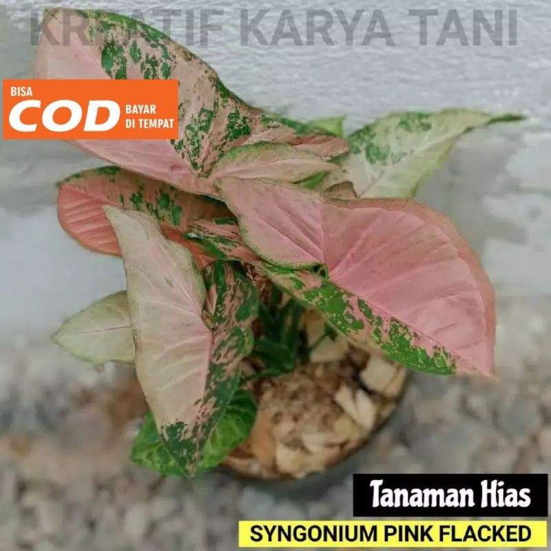 Tanaman hias syngonium pink flacked - Syngonium flacked
