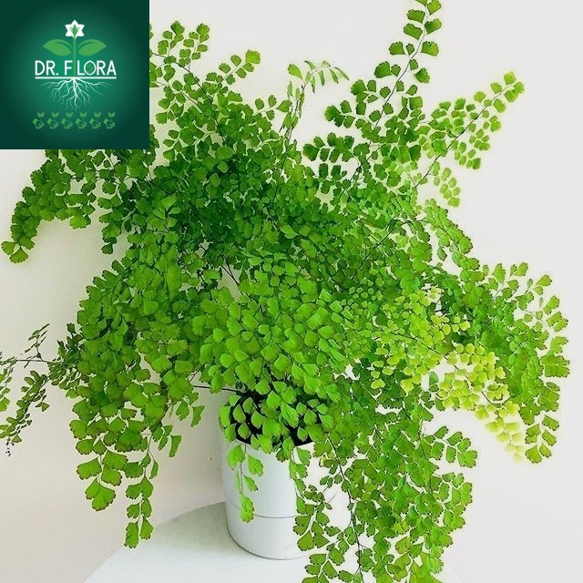 tanaman hias suplir daun kecil - suplir koin