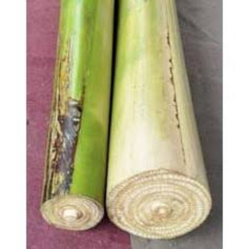 

1 KG Gedebog pisang/ Batang Pisang / banana stem / gedebog pelepah pisang WN YL