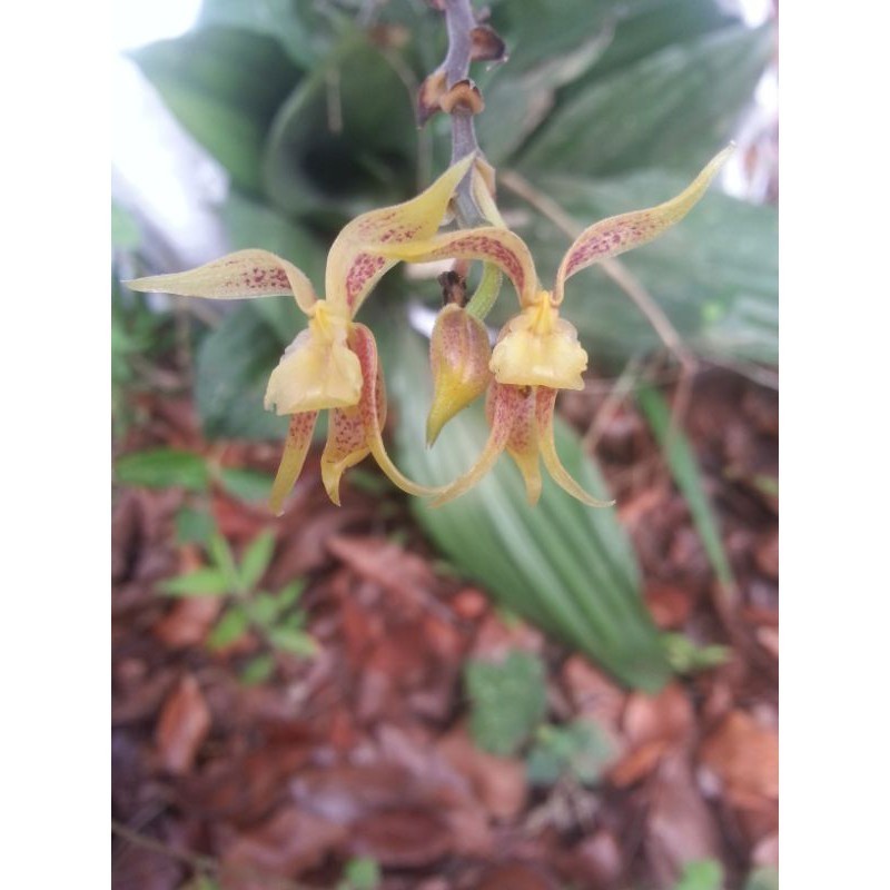 Anggrek tanah plocoglotis plichata COD Batak