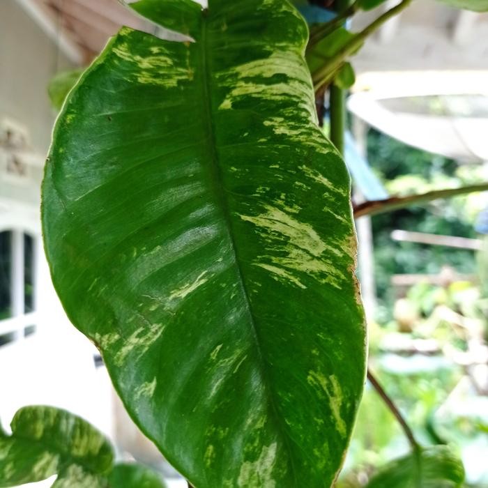 Rhapidopora foraminivera varigata