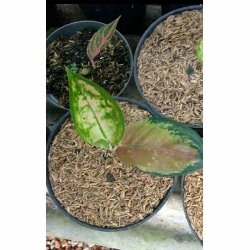Aglonema Sultan Brunai Anakan asli