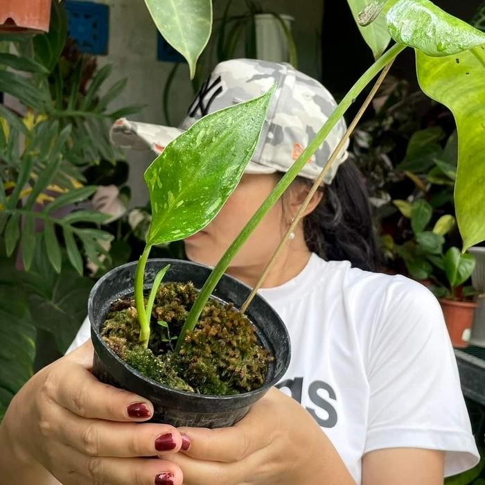 philodendron jose buono variegata - philodendron jose buono (Real Pic)