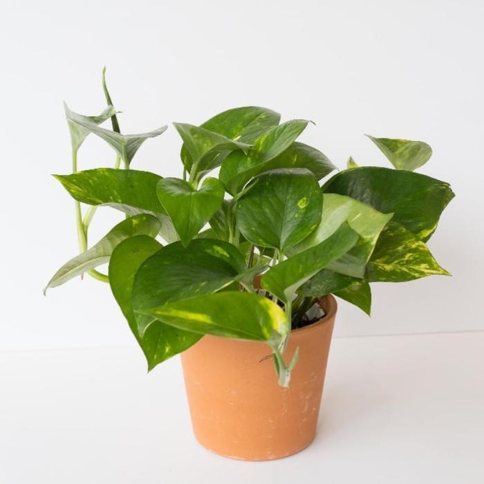 Tanaman sirih hias / Manjula / Marble Queen / Neon / sirih gading / en - Golden photos Murah