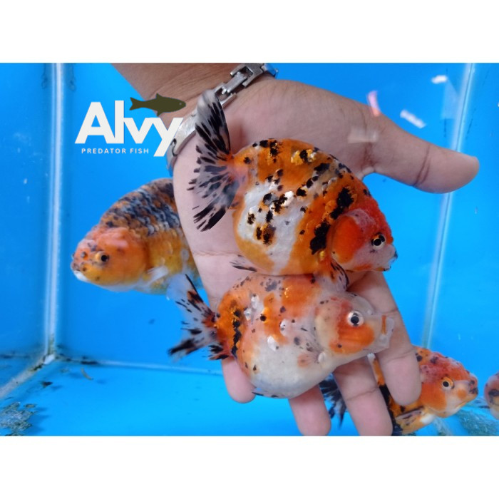 IKAN HIAS RANCU RANCHU CALICO 7-9 CM / IKAN MAS KOKI RANCU CALICO IKAN HIAS AQUARIUM KOLAM