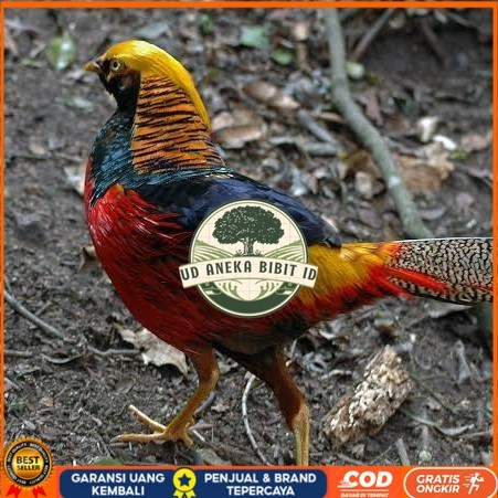 

Telur ayam ringneck golden pheasant telur ayam hias fertil siap cod UD ANEKA BIBIT ID