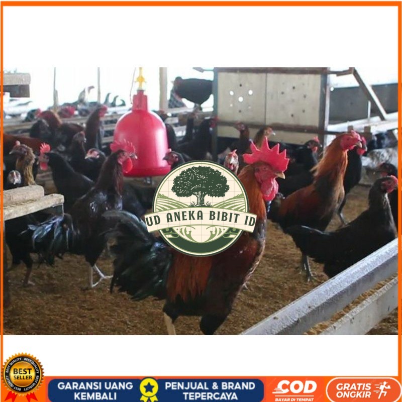 

TELUR AYAM KUB 2 JALUR PETELUR TANGGUH UNTUK DI TETASKAN UD ANEKA BIBIT ID