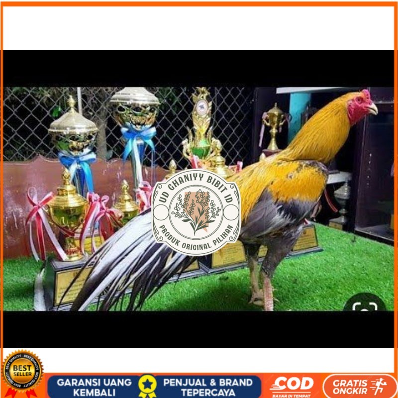 

PAKET 3 BUAH TELUR AYAM BANGKOK EKOR LIDI (FRESH) UD GHANIYY BIBIT ID