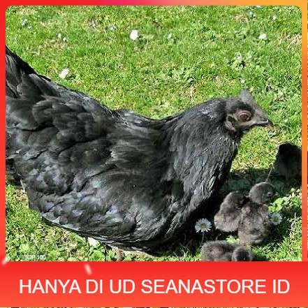 

Telur ayam hias cemani lidah hitam fertil siap ditetaskan - ayam cemani UD SEANASTORE ID